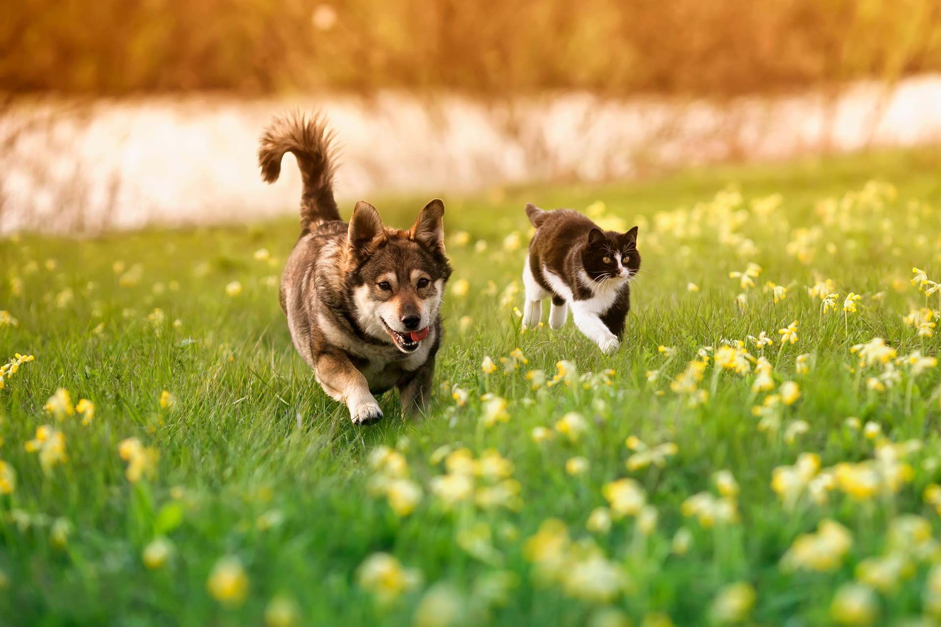 11 Spring Pet Safety Tips You Need to Know