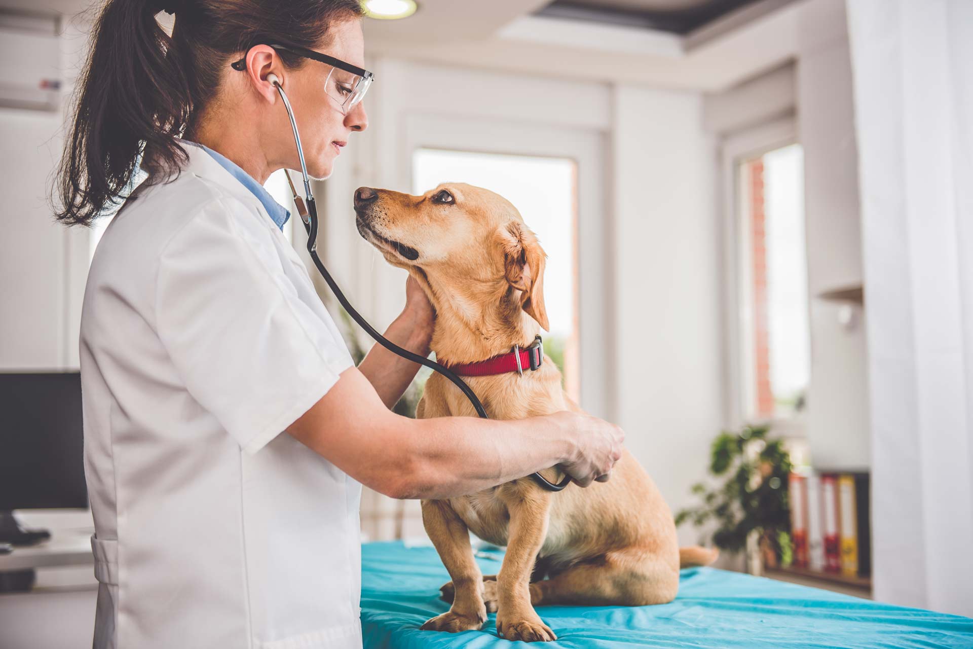 Your Guide To Medical Professionals Who Specialize in Caring for Pets