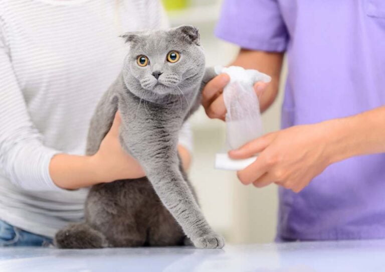 About Us Sunnyside Pet Hospital